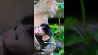 #deedee#devi#jenifer #monkeyupdate #babyanimal #luno #monkeychannel #babymonkey #cute #newbornmonkey