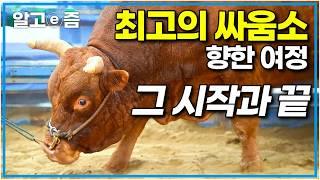 “최강 소를 가린다” 소싸움 왕중왕전을 위해 산도 타고 한약도 먹는 소들｜빅데이｜알고e즘