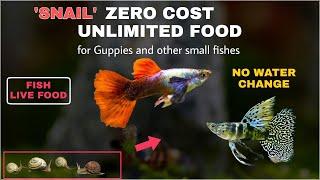 Zero cost live food for Guppies & small fishes | Guppies can be fed snails No water change fish tank