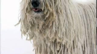 Dog Breeds - Komondor.  Dogs 101 Animal Planet