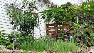 [한평텃밭] 8월 / 애호박 한포기 심어 호박잎까지 / 넝쿨이 된 토마토/이제 갖 열리기 시작한 가지/깻잎 /벌써 수확한 여름 쪽파/오이는, 어찌할까요? / 엔딩요정 방아깨비