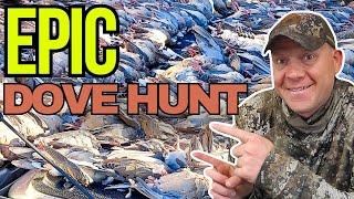 EPIC Dove Hunt!!! [NEVER Seen So Many Birds]