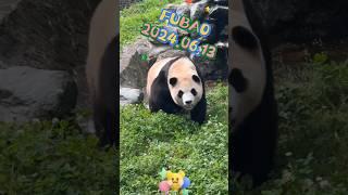 FUBAO2024.06.13 #panda #pets #fubao #cute #animals #funny #love