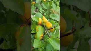 아직 익지 않은 나무 위 살구  #살구 #나무 #열매 #과일나무 #바람 #바람소리 #새 #새소리 #Shorts