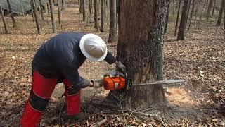 Cutting down 4 DEAD Oak trees for firewood #688