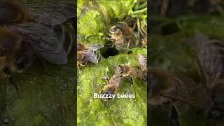 My neighbours bees are drinking all my water !#nature #honeybee #bumblebee #beekeeper #beekeeping