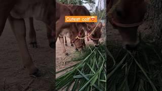 Cutest little calf #shorts #youtubeshorts #trending #village #cow #animals #love