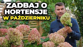 Zrób to z hortensjami w październiku. Co należy zrobić przed zimą w ogrodzie!#hortensje