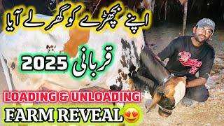 Loading And Unloading Of My Qurbani 2025 | Farm Reveal | Bakra Eid Season 2025 | Qurbani 2025