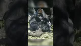 Gorilla Baby Fun #viral #youtubeshorts #shortvideo #animals #short