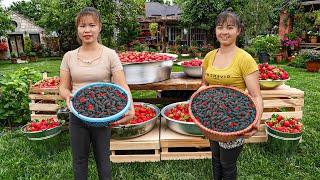 Harvest Strawberry Goes To Market Sell - Make Strawberry Syrup | Phuong Daily Harvesting