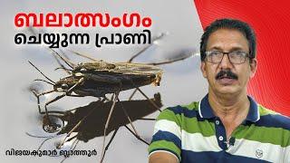 കൊല്ലുമെന്ന ഭീഷണിയിൽ, ഇണചേരൽ സമ്മതം - വെള്ളത്തിലാശാൻ Water striders