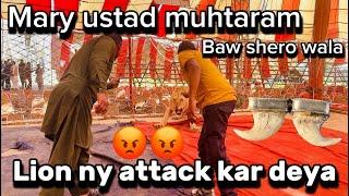 Ustad k sharo ny attack kar deya  | Shero ka Badshah | Asif shero wala par lion ny attack kar deya