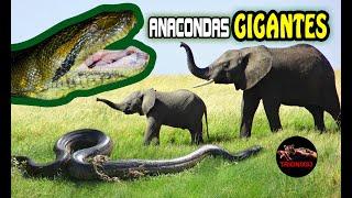 ANACONDAS GIGANTES REALES (Anacondas mas grandes del mundo)