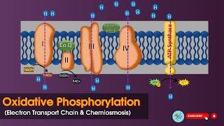 Oxidative phosphorylation || Electron transport chain (ETC) || Chemiosmsis || Biochemistry