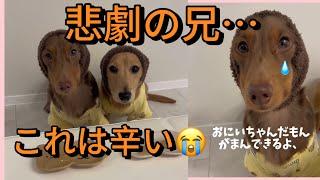 涙の兄…犬の兄弟に起きた衝撃の展開とは⁉️