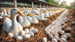 Duck Breeding - Effective Duck Farm - Duck Laying Cycle