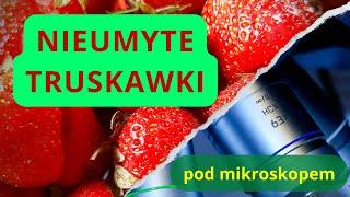 Polskie, nieumyte truskawki pod mikroskopem