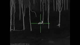 Deer Control with Sytong XM03-50LRF Thermal Rifle Scope