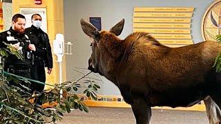 Young Moose Wanders Into Hospital and Eats Plants