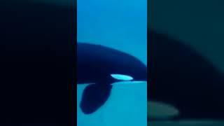 Killer Whale sounds!