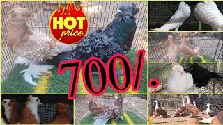 Cheapest farm in India - 700/. - frillback pigeon - German beauty - karmonar - Santinet - Hungarian