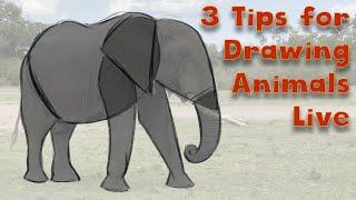 3 Tips for Drawing Animals From Life