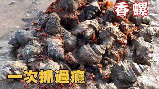 Fishermen rushed to the sea and found a spicy snail nest