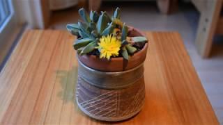 How I take care of succulent Aloinopsis orpenii