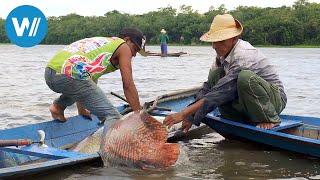 Arapaima, der Riesenfisch vom Amazonas (360° - GEO Reportage)