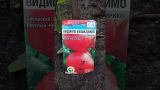 "ВИДИМО- НЕВИДИМО"урожайный неприхотливый томат в открытом грунте на 5 08 2022