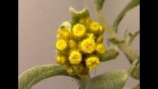Time Lapse Jersey Cudweed Flower Blooming