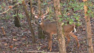 Big Bama Buck Down! (20 Yards)