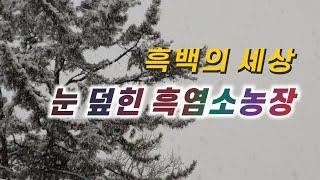 흑백의 세상   눈 덮힌 흑염소농장