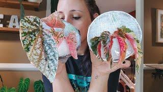 Beautiful Rare Begonia Unboxing. I Can't Handle These Variegated Begonia! Lovely Etsy Shop