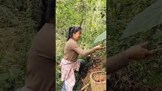 #explore fragrant wild fruits again #shortsvideo#shortsfeed #shortsviral #1million#shorts#viralshort