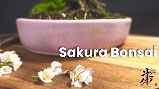 The Art of Cherry Blossom Bonsai: Nature's Masterpiece