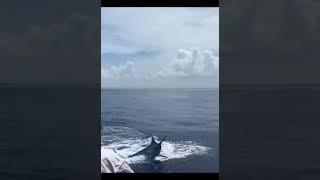 Seafishing, fishing video || American public fishing  \tuna\carpfishing