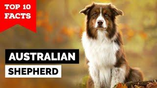 Australian Shepherd - Top 10 Facts