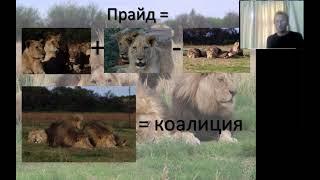 Hierarchy in a group of zoo lions. Vebinar for the students of the School of Applied Ethology. 2020.