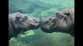 Take a Walk Through the San Antonio Zoo