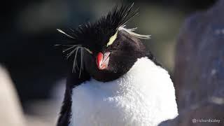 Rockhopper Penguins