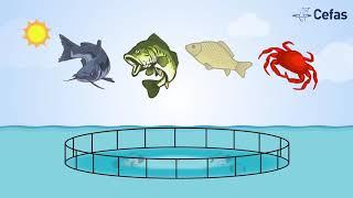 Sustainable aquaculture