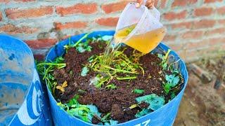 Compost the Black Gold! Composting for Beginners, Zero-Waste, Zero-Cost and Zero Space Required