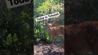 Today in Tehaleh ️ - It’s Truly Like Living in a Forest - Come Experience a New Way of Living!