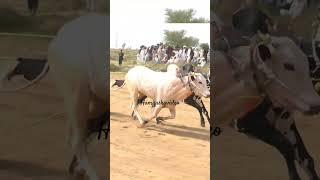 bull race #shortsviral