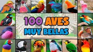 100 AVES muy COLORIDAS y EXÓTICAS del MUNDO