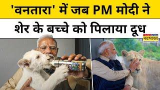 PM Modi in Vantara: शेर के बच्चों के साथ खेलते PM Modi, वीडियो देख चौंक जाएंगे!|Gujarat News