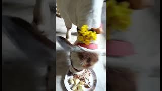 Gowri Pooja #trending #ytshorts #devotionalshorts