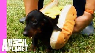 Tina The Dachshund Plays With Her Pups In Adorable Hot Dog Outfits | Too Cute!